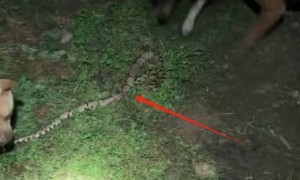 四川一村民家中闯入一米多长蛇，3只田园犬察觉危险主动“迎战”将其咬死