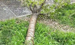 女子爬树压塌樱花树，当事人认错：愿意赔偿