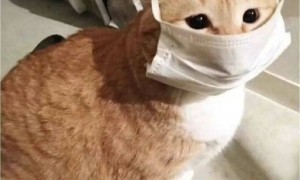 女子嘴角长水泡没重视，当晚被宣告脑死亡！医生：这种情况别当成简单的上火