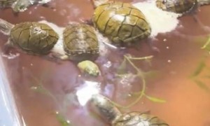 心疼！男子节后返家发现13只宠物龟全被“煮”了