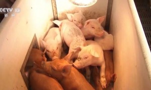 猪价，创历史新低