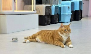 广州白云机场洗手间画着“人牵狗”标志，打开竟是宠物厕所！网友：第一次见，好评