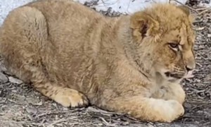 山西一高速路边发现一只小狮子，当地：动物园运输途中出逃，“很小很温顺”，已经归还