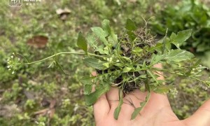 挖了半天全白挖！杭州网友晒“假荠菜”：长得很像吃起来不对味！专家教你一眼分辨