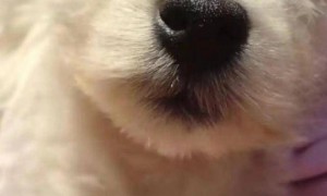 女子辞职为爱犬追凶3年，“北京宠物狗被投毒案”后续：罪犯张某某已被重新收监