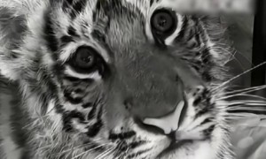 动物园隐瞒网红小老虎死讯，用录屏冒充直播欺骗粉丝打赏！多部门介入调查