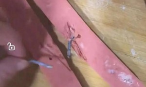 山西一男子购买的“王中王”火腿肠中夹杂铁钉，双汇回应：已赔偿处理